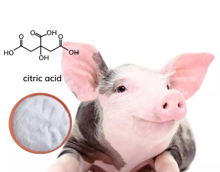 Avantages de l'ajout d'acide citrique aux aliments de porcelet