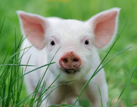 //5nrorwxhomonrik.leadongcdn.com/cloud/lrBqnKmmSRklrokjqokp/feed-additives-for-pigs.jpg