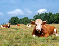 //5nrorwxhomonrik.leadongcdn.com/cloud/lrBqnKmmSRmkjnijmrkp/cows-are-resting.jpg