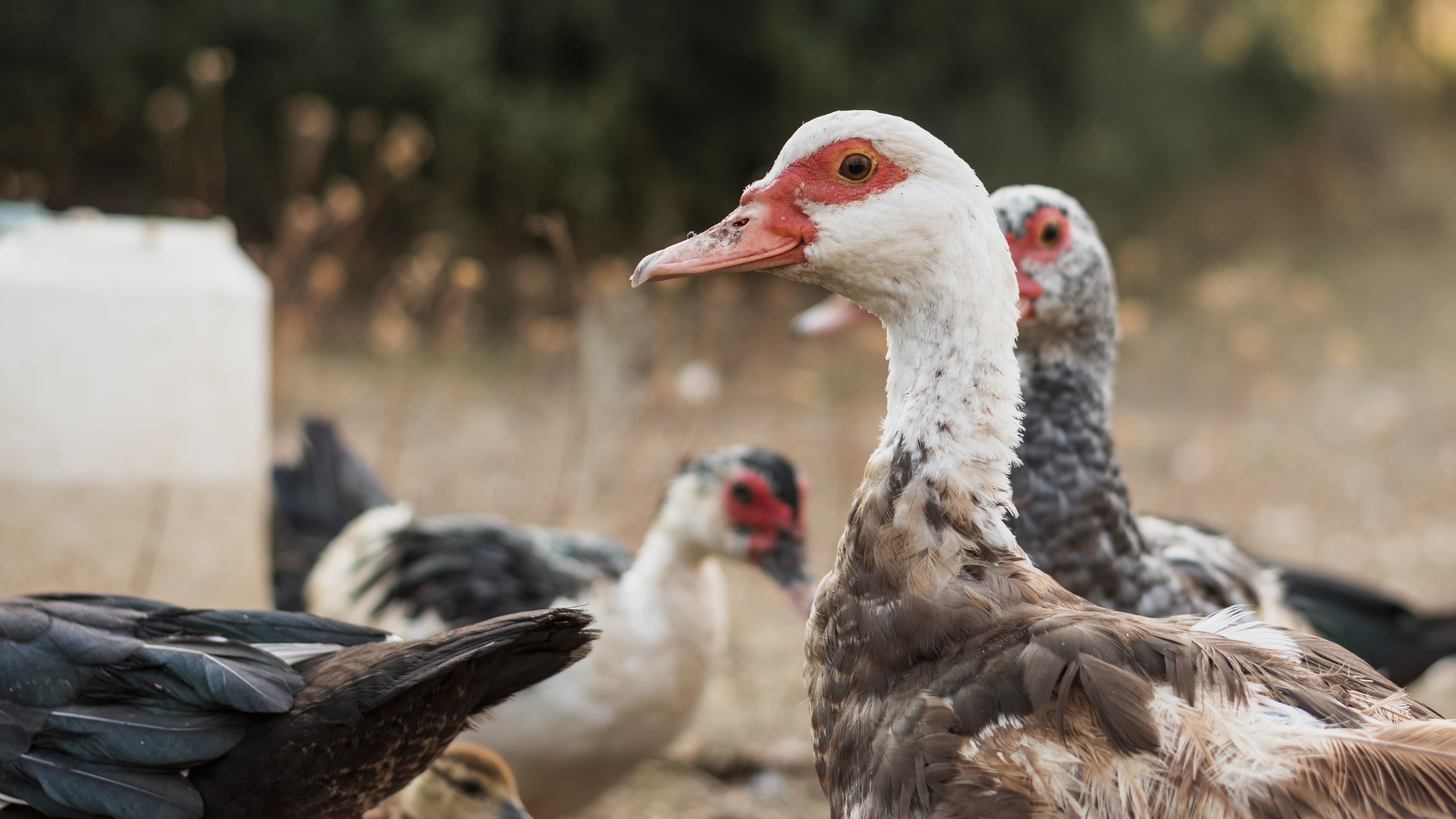 groupe de canards