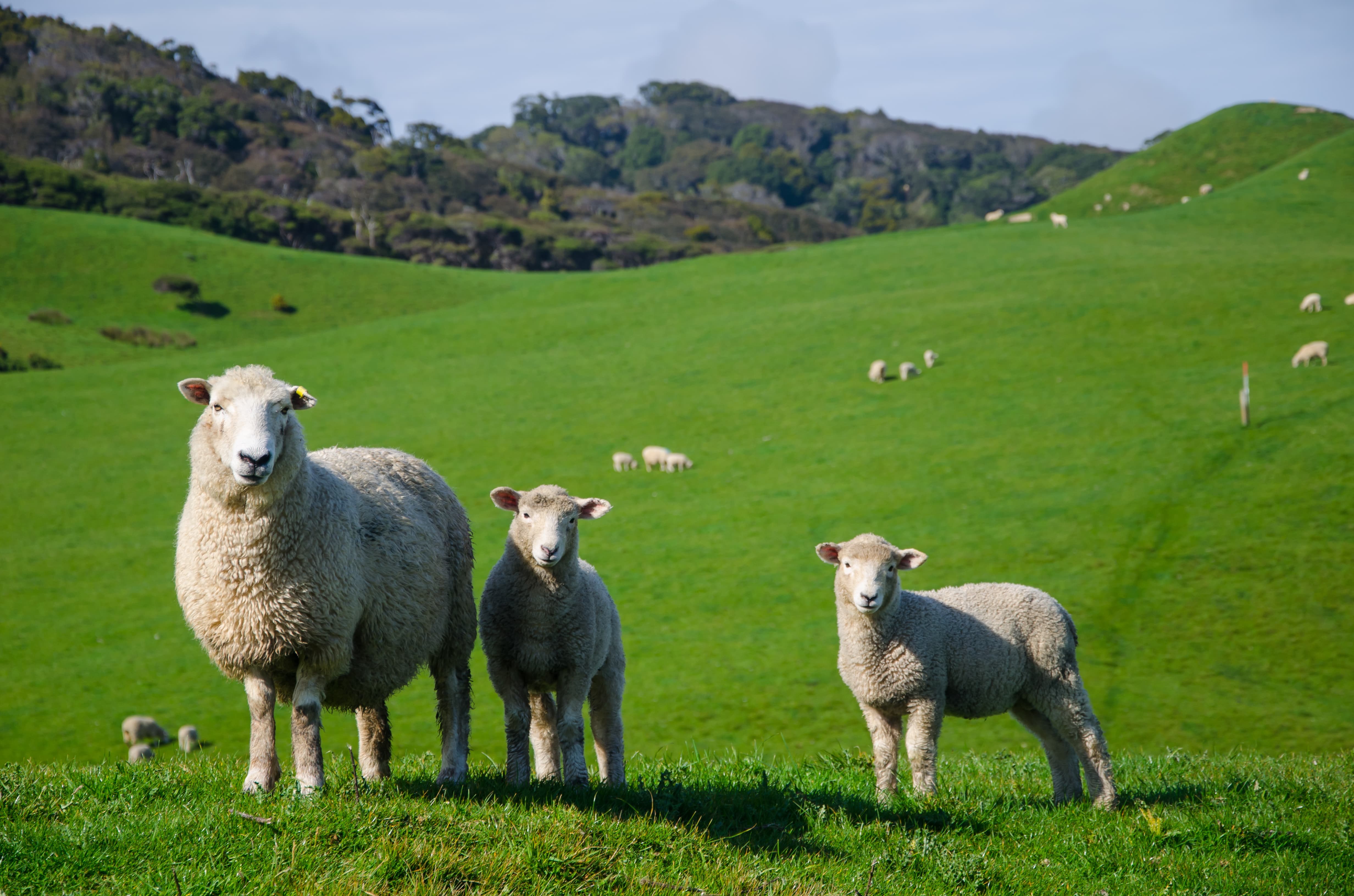 Moutons dans le pré