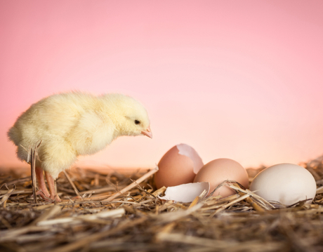 The Effect of Trace Elements on Eggshells.jpg