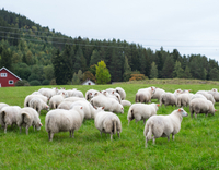 //5nrorwxhomonrik.leadongcdn.com/cloud/lrBqnKmmSRrloiljlrkq/Herd-of-sheep.jpg