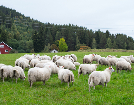 Herd of sheep.jpg