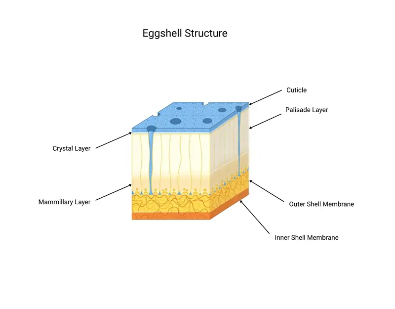 Structure de la coquille d'œuf