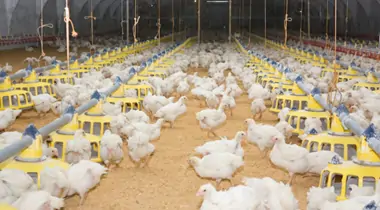 White-feathered broilers