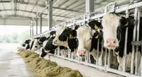 Santé des ruminants 