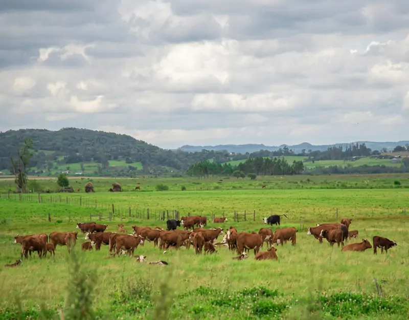 Effets de la m&eacute;thionine prot&eacute;g&eacute;e dans le rumen chez les bovins de boucherie