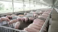 Formules de nutrition porcine 