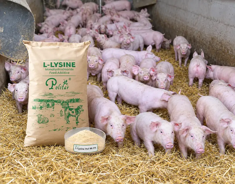 Bilan des acides amin&eacute;s chez le porc