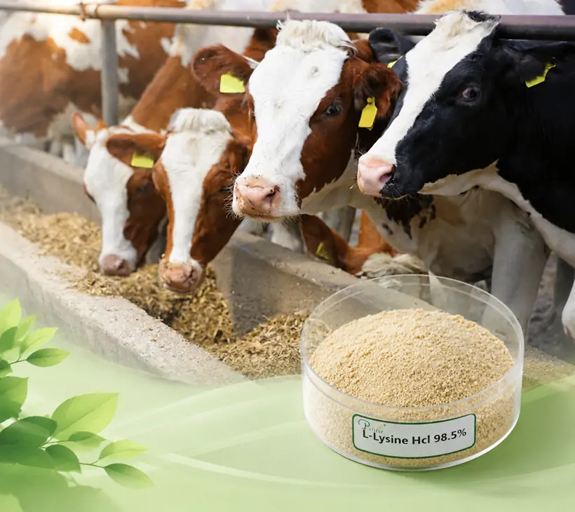 Avantages de 98,5 % de L-Lysine HCL