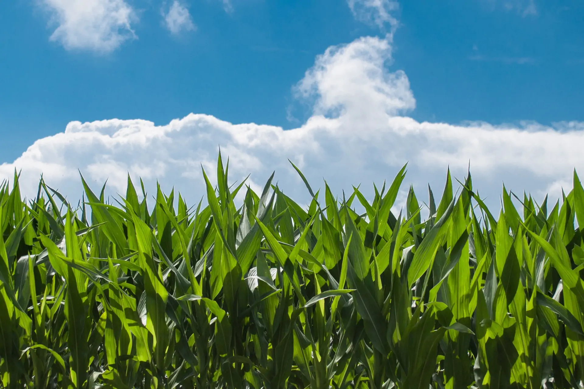 Food security