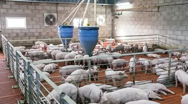 Pigs