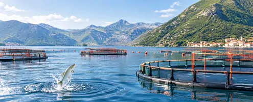 L-Threonine for Aquaculture