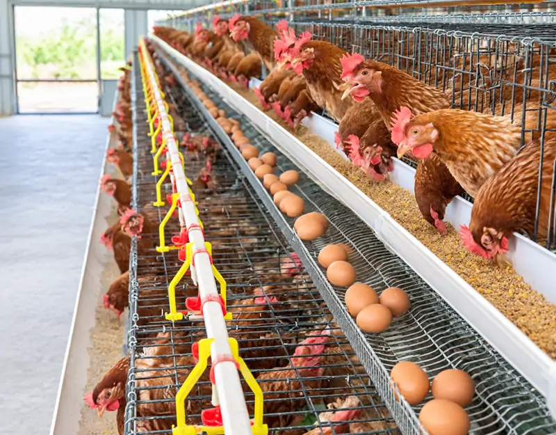 Poules pondeuses