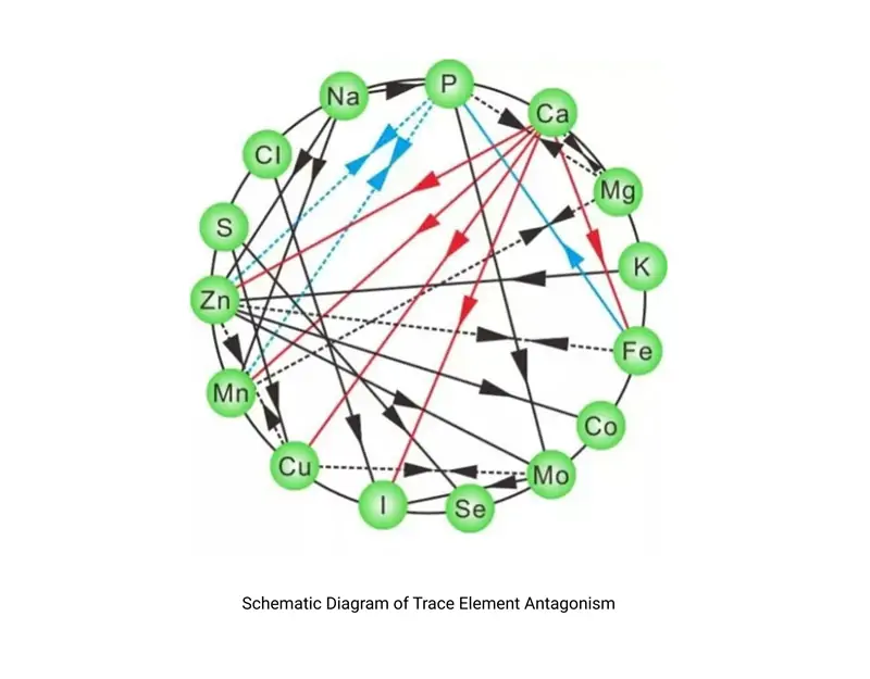 Diagramme sch&eacute;matique de l’antagonisme des &eacute;l&eacute;ments traces