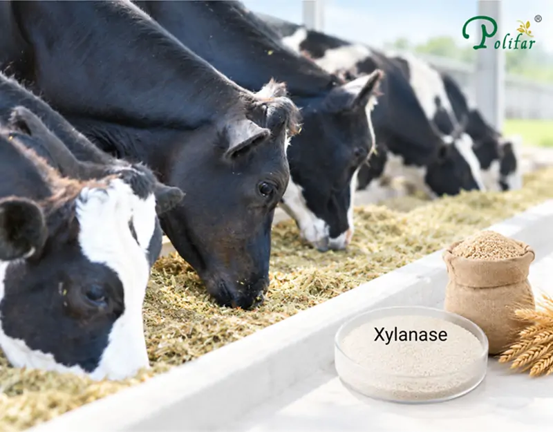 Application de la xylanase dans l'alimentation des ruminants