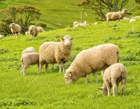 //5nrorwxhomonrik.leadongcdn.com/cloud/pnBqnKmmSRplljqolqkm/Manganese-Sulphate-for-Ruminants_703_550.webp