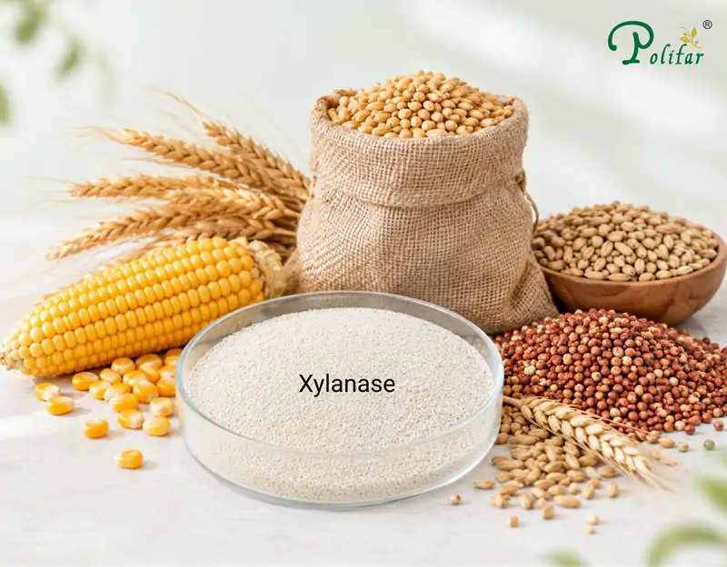 Applications de la xylanase