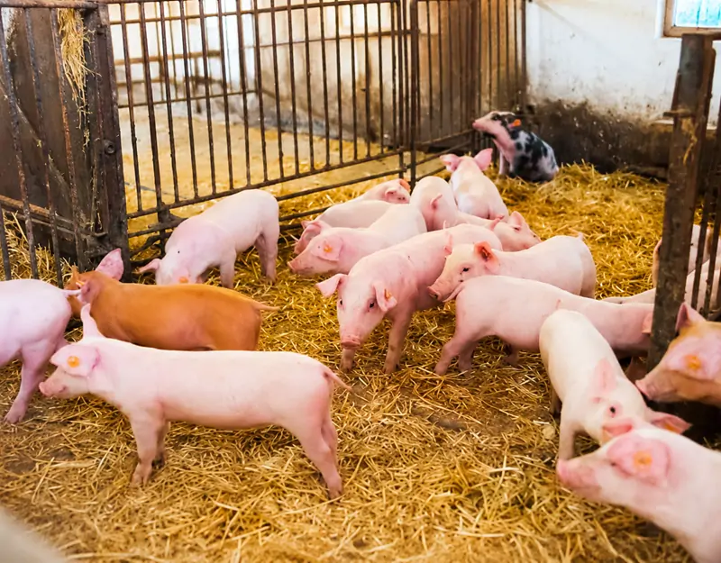 Le chlorhydrate de lysine &agrave; 98,5 % est sp&eacute;cialement con&ccedil;u pour les porcs.