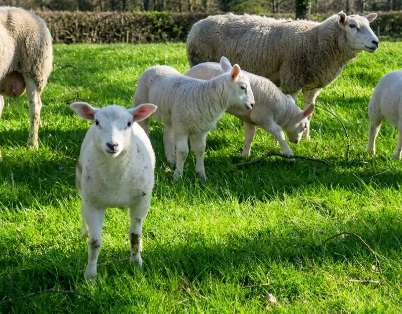 Effets nutritionnels de la m&eacute;thionine prot&eacute;g&eacute;e dans le rumen chez le mouton