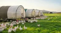 Additifs alimentaires pour volailles 